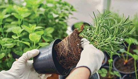 DECO PROTeste Casa - 9 tipos de ervas aromáticas: quando plantar?