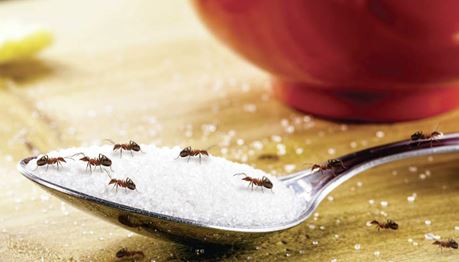 DECO PROTeste Casa - Como eliminar formigas em casa