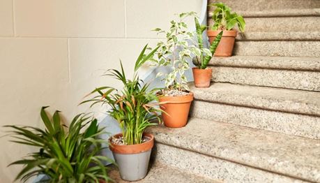 DECO PROTeste Casa - Vasos nas escadas dos prédios? Só com autorização do condomínio